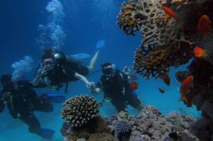 Your guide to starting Divemaster training (DMT): What to consider and how to&nbsp;prepare